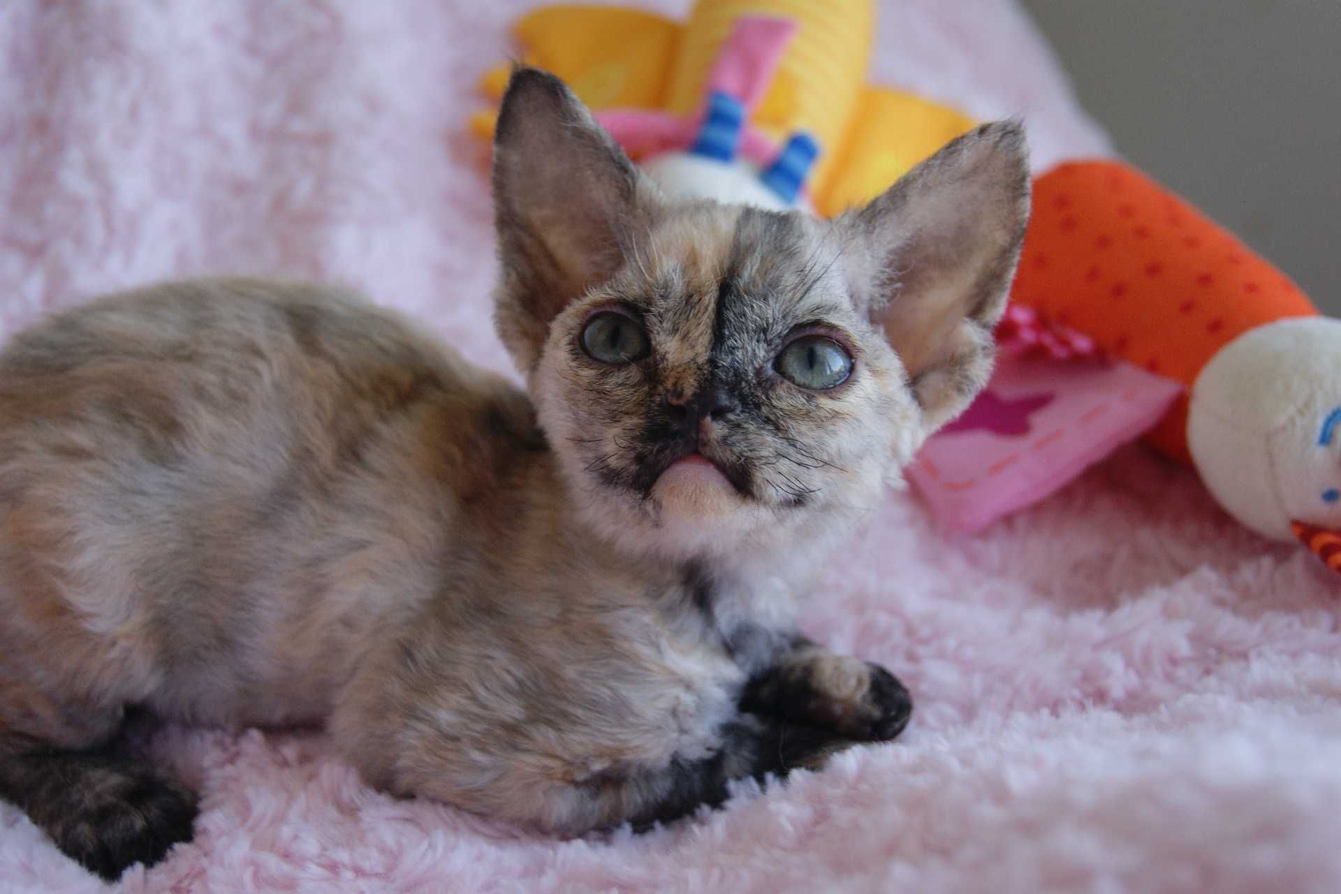 Harmony Calvados*PL  Kochana dziewczynka Devon Rex, zapytaj o filmiki!