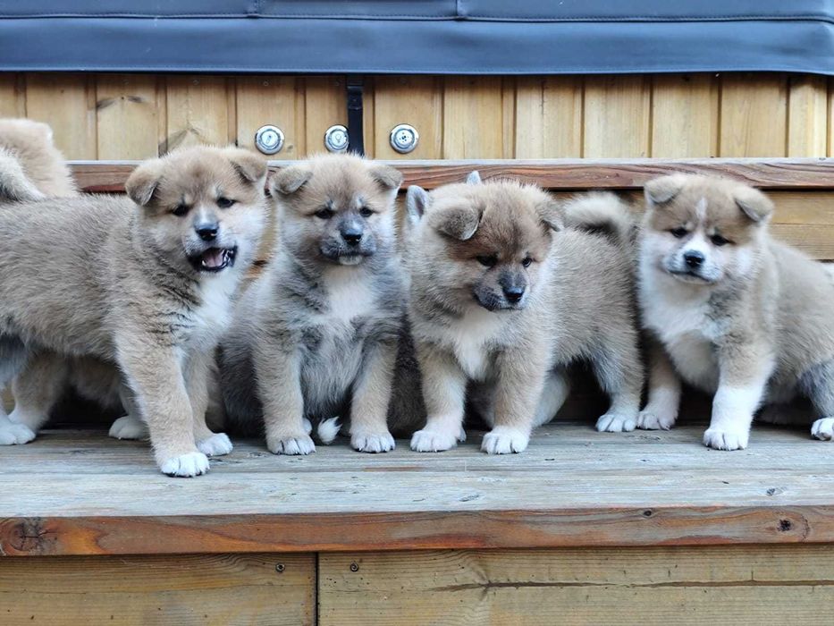 AKITA INU - rodowód