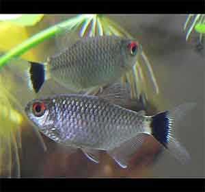 Błyszczyk Parański