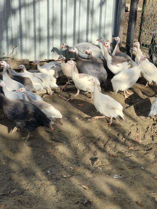 Perliczki, perlik, indyki