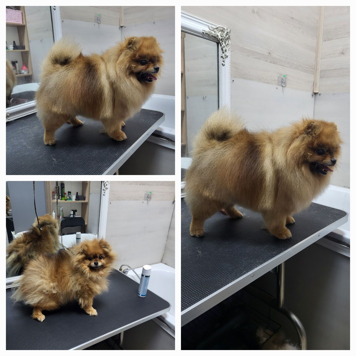 Салон Lovely Pets запрошує на грумінг