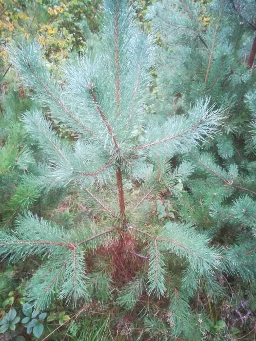 Sadzonki Sosny 50 - 150/200 cm Modrzew wysyłka Sadzonka świerk jodła
