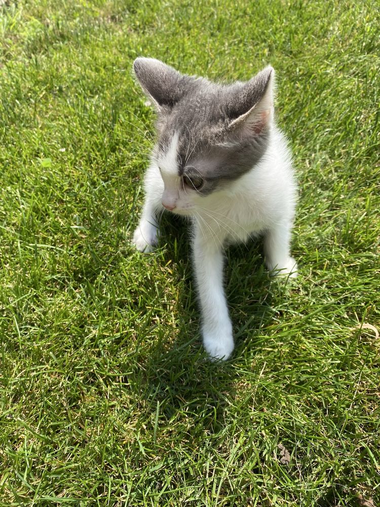 Кошеня шукає дім