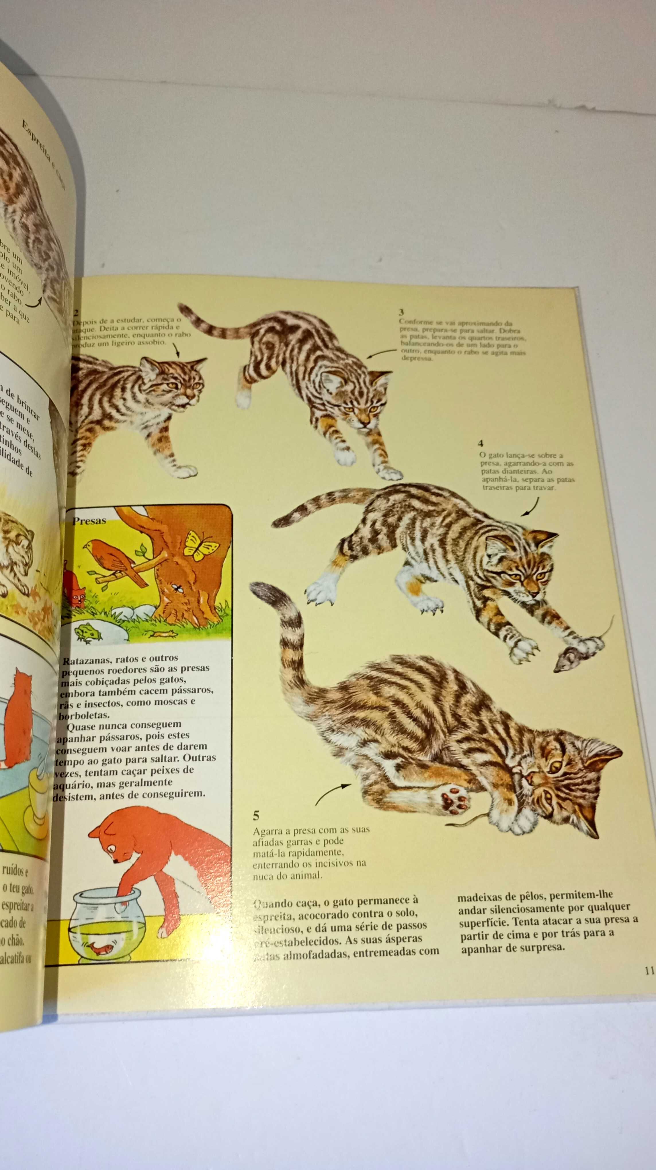 Conheça os Gatos