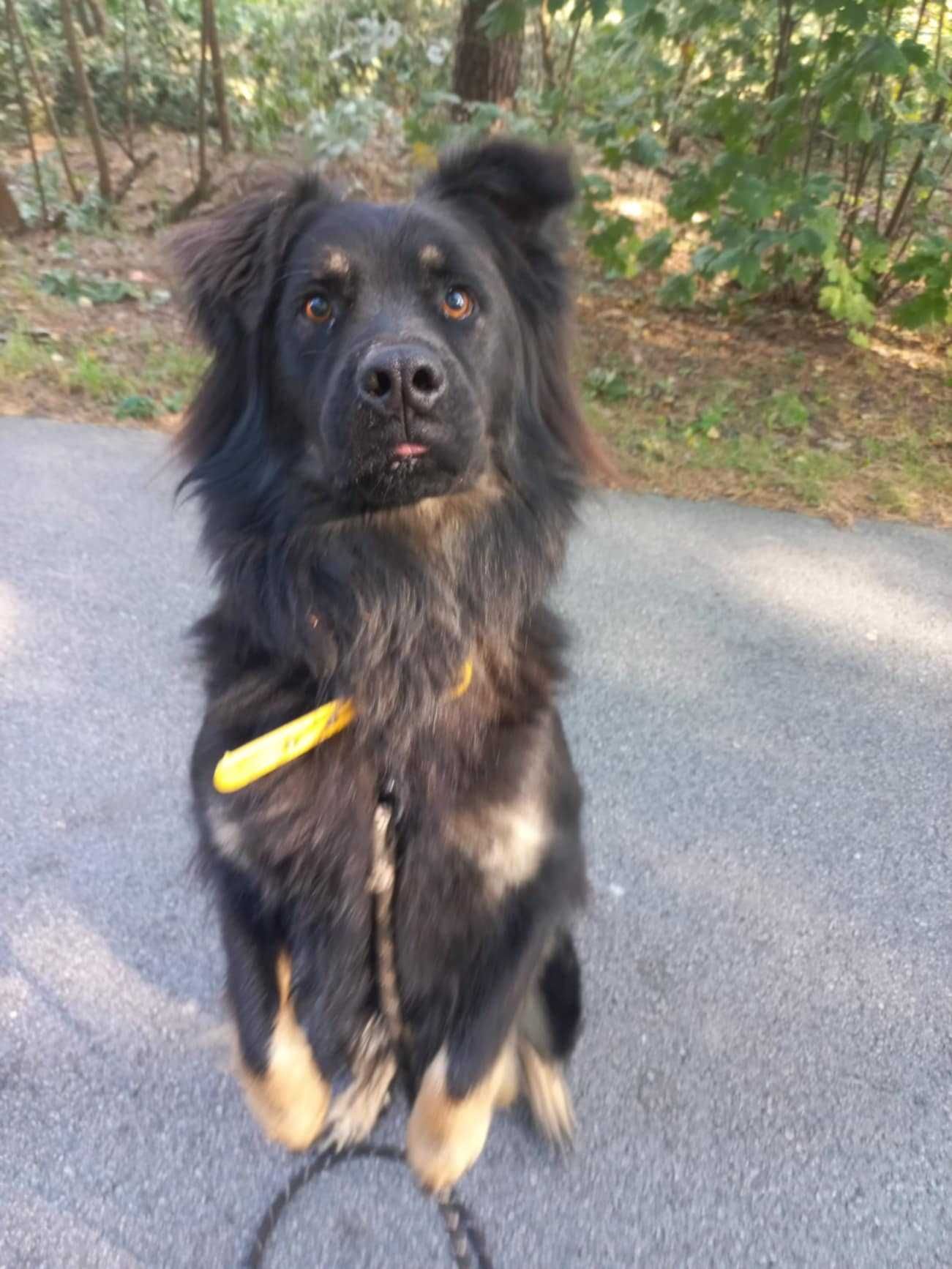 Duży długowłosy owczarek do adopcji, przyjazny do ludzi 3letni