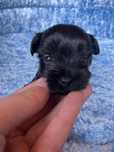 Yorshire Terrier, York, Pies Chłopiec, Czarny Black