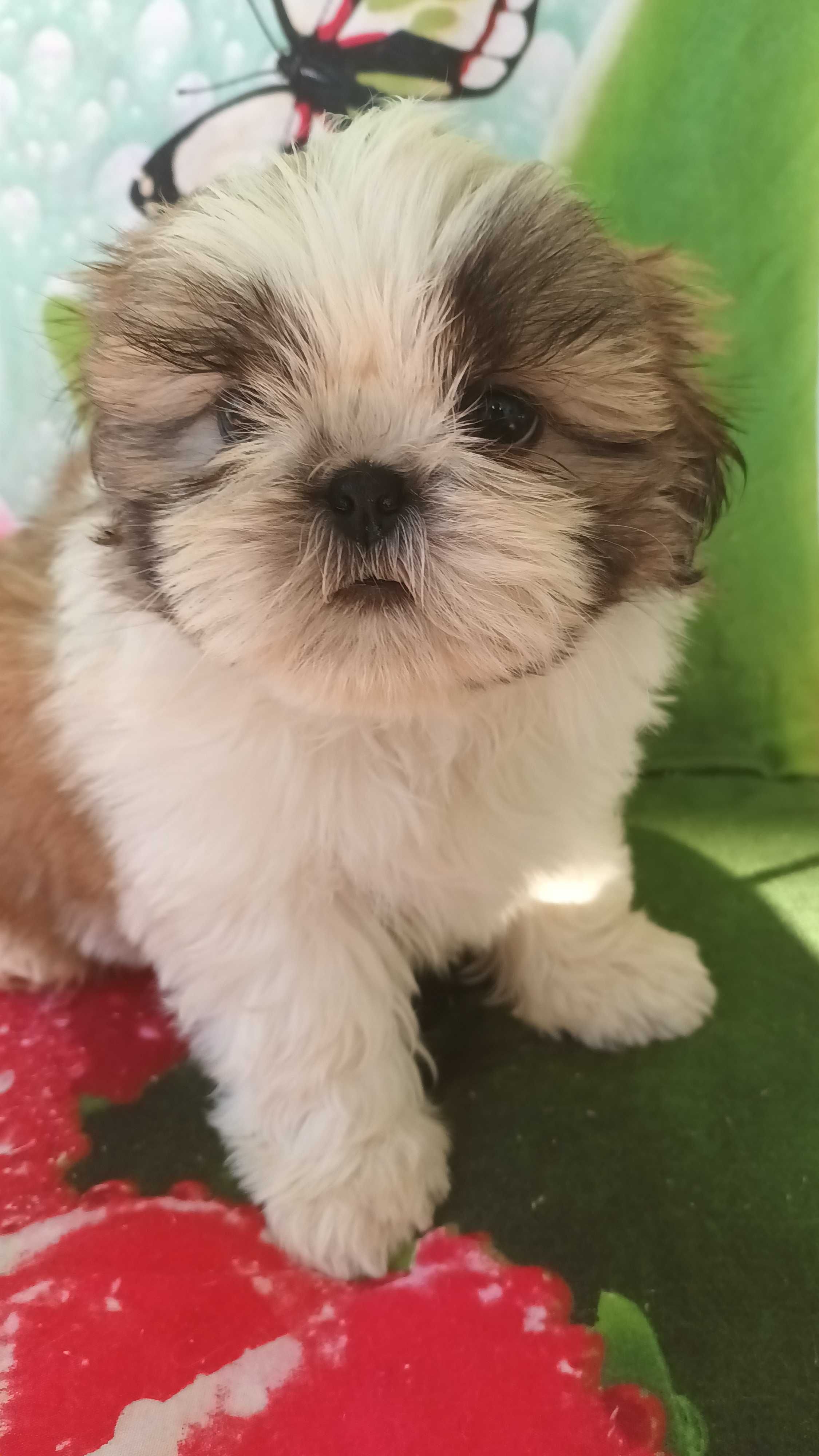 Shih Tzu szczeniaczek z rodowodem  SWKIPR
