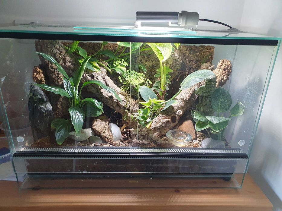 Terrarium z gekonem orzęsionym