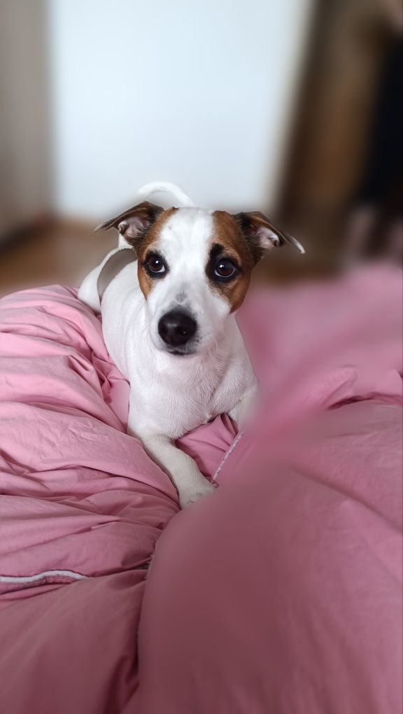 Jack Russell Terrier prześliczny piesek