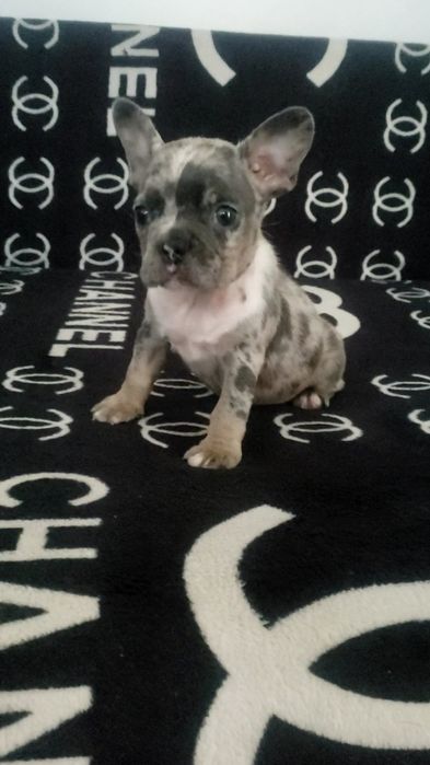 Шикарная девочка голубая мерле