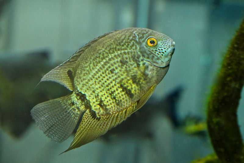 GB Pielęgnica Severum Zielony