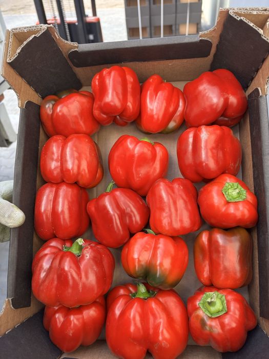 10kg czerwonej dwojki