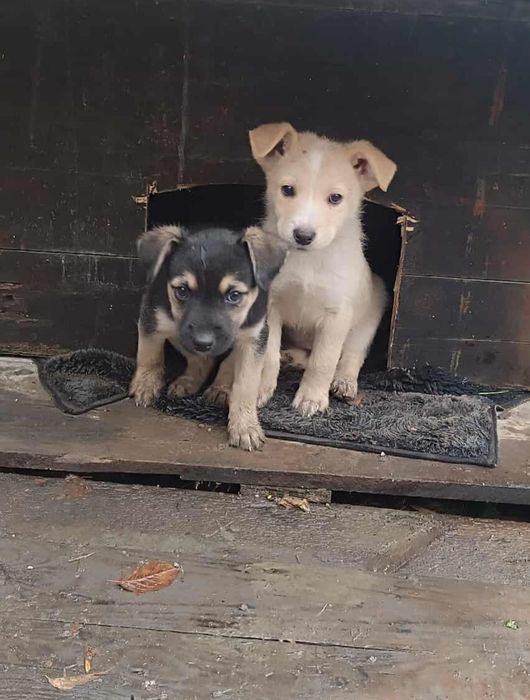 Отдам щенков-мальчиков