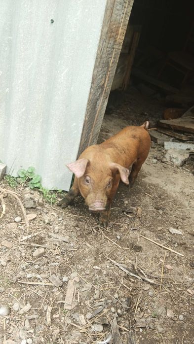 Поросята породи Кантор