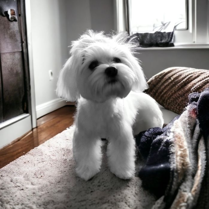 Maltańczyk suczka xxs