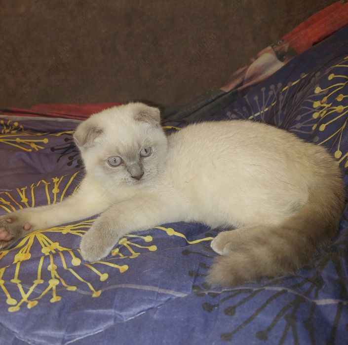 Скоттиш фолд Девочка