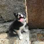 Border collie macho tricolor