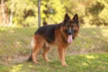 niepowtarzalny owczarek do adopcji