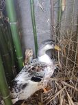 Vendo patos Ruen machos