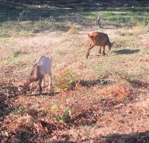 Vende se 3 Cabras prenhas