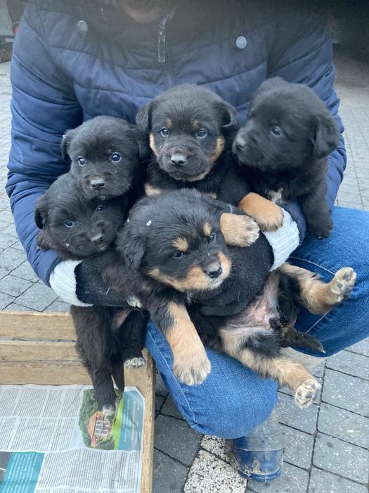 Oddam pieski szczeniaki