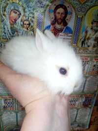 Пасхальний кролик, декоративний карликовий кролик