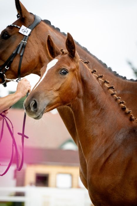 Klaczka/Odsadek 2025