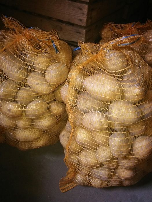 Lord, Michalina, Ignacy Ziemniaki jadalne