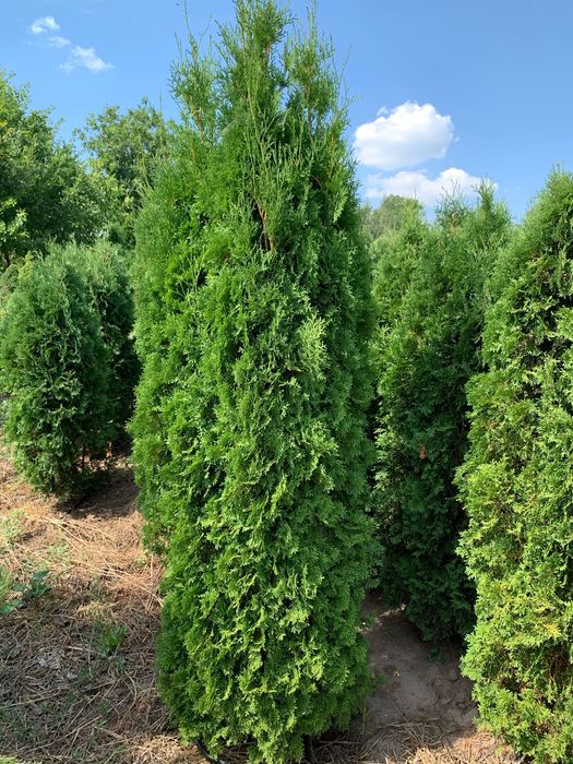 Туя Західна «Колумна»