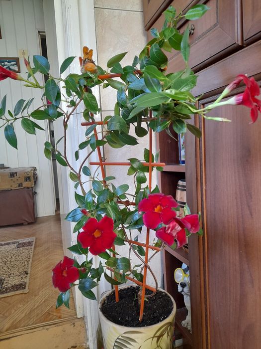 Цветы цветущие и очень красивые