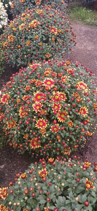 Chryzantemy drobnokwiatowe