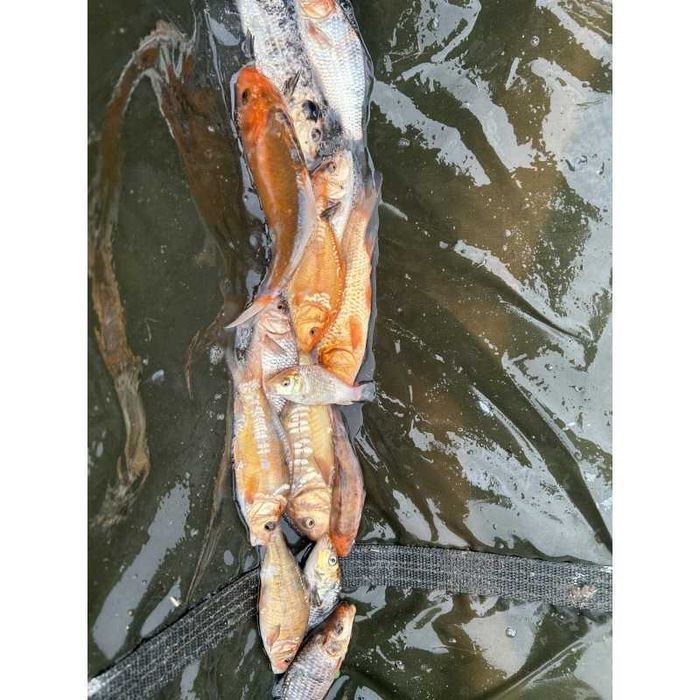 Karp koi 10-20 CM