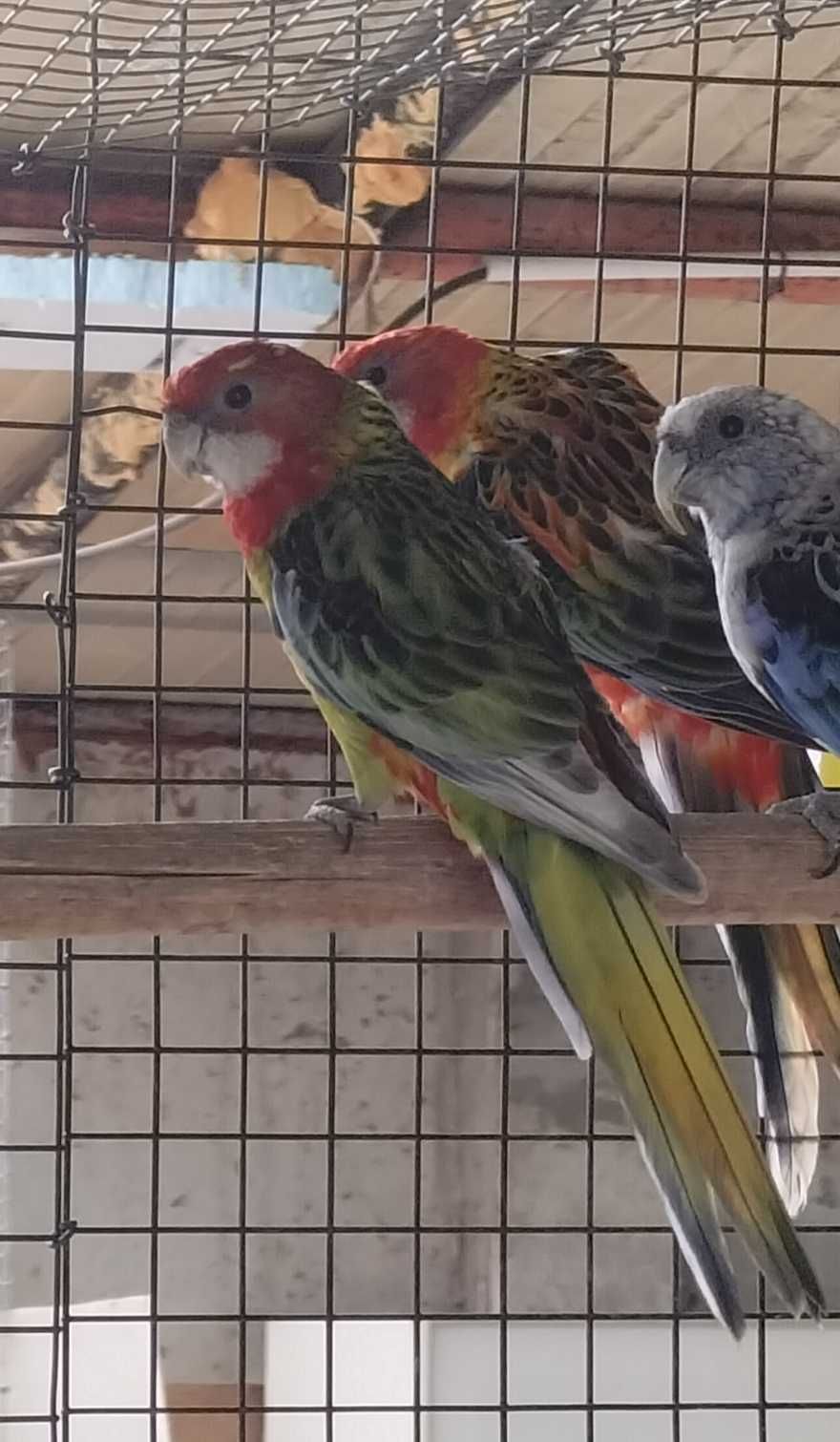 Roselas  exímios