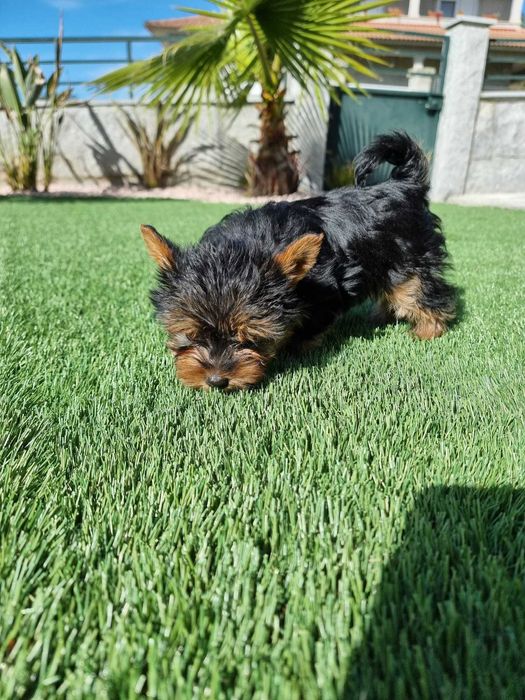 YORKSHIRE Terrier Micro