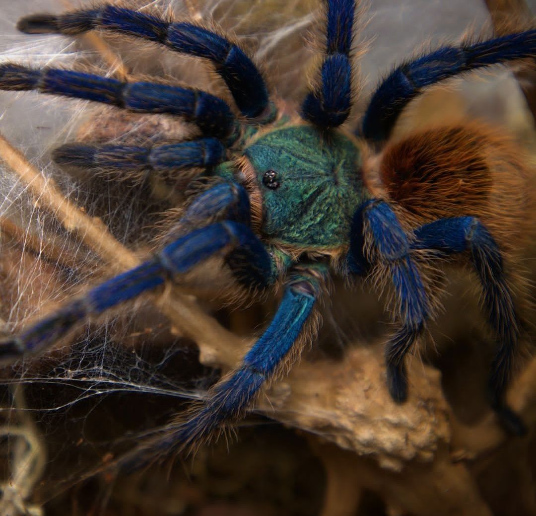 Chromatopelma cyaneopubescens L2