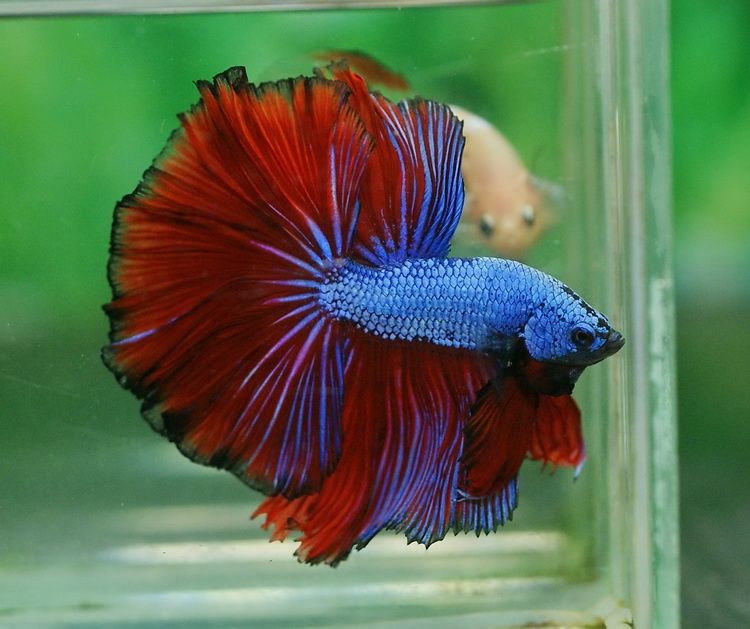 Sprzedam 3 bojowniki dwie niebieskie samice i samca