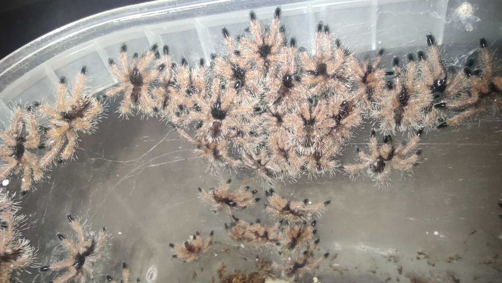 Avicularia braunshauseni l1 - ptasznik