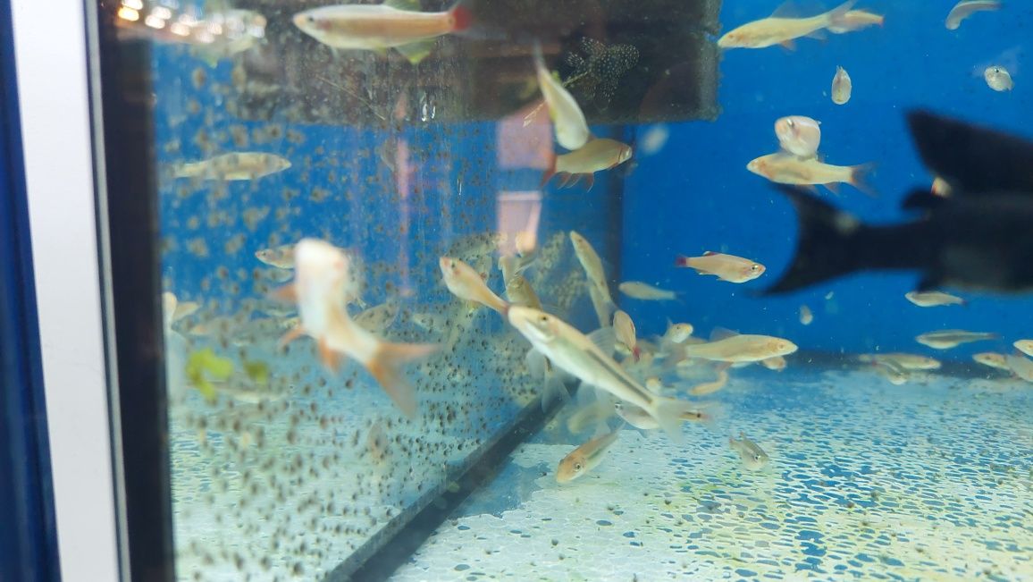 Rybki akwariowe - Glonojad Syjamski (Chiński)
