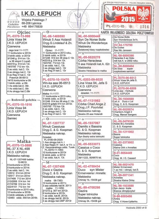 Młode Para 49 Oryg. IKD Łepuch Linia Vos 74 gołąb gołębie pocztowe