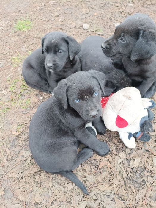 Песенята лабрадора