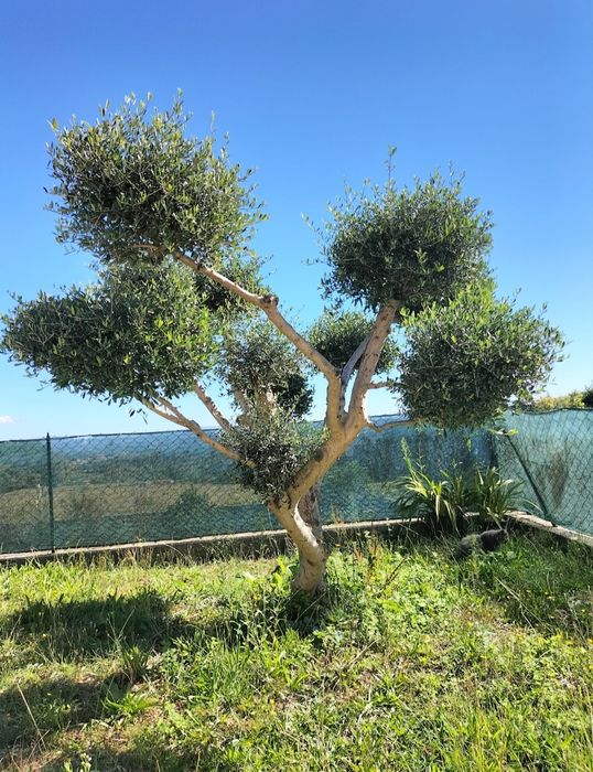 Oliveiras para jardim