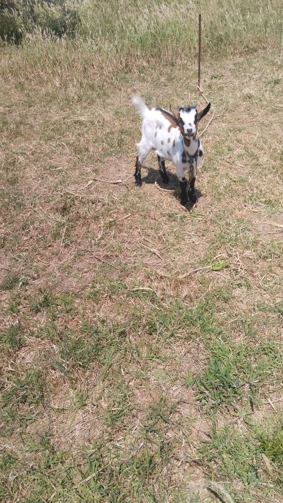Cabrito anão para venda ou troca