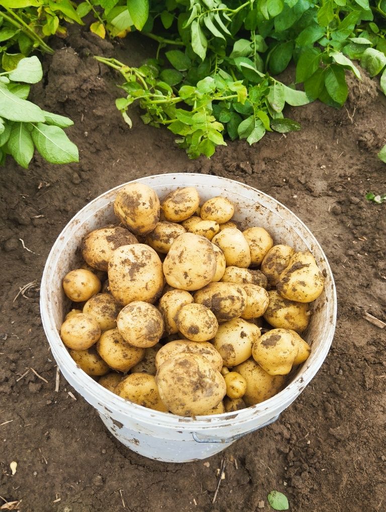 Ziemniaki.  Młode