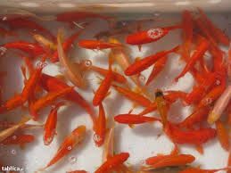 Narybek Ryby Złota Orfa Bardzo Aktywna Wysyłka Narybek24.pl