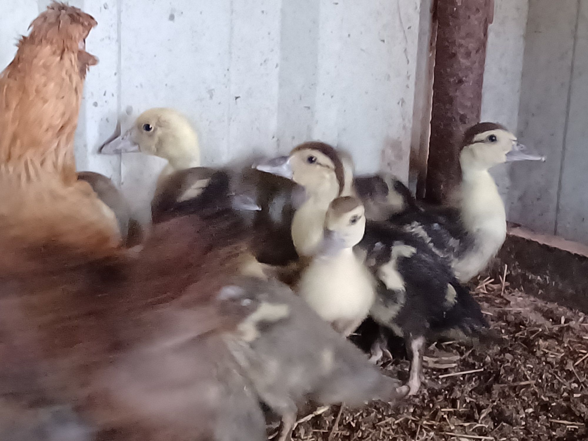 Aves de campo domesticas