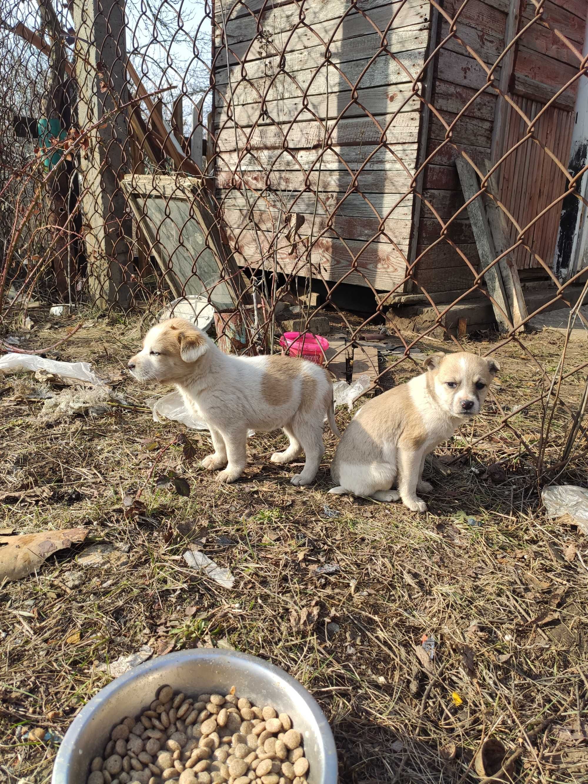 Щенки в ответственные руки