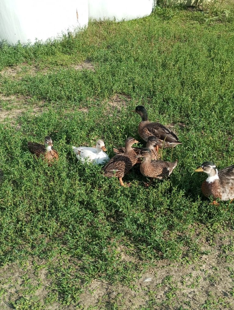 Kaczory biegusy młode gąski pomorskie call duck