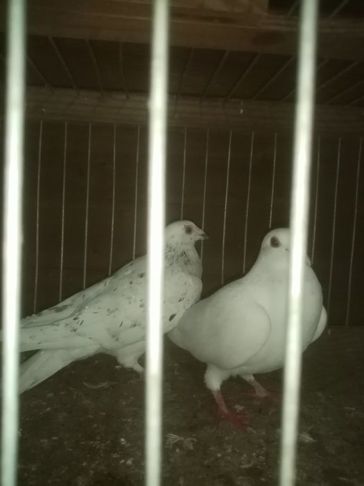Sprzedam gołębie różne rasy