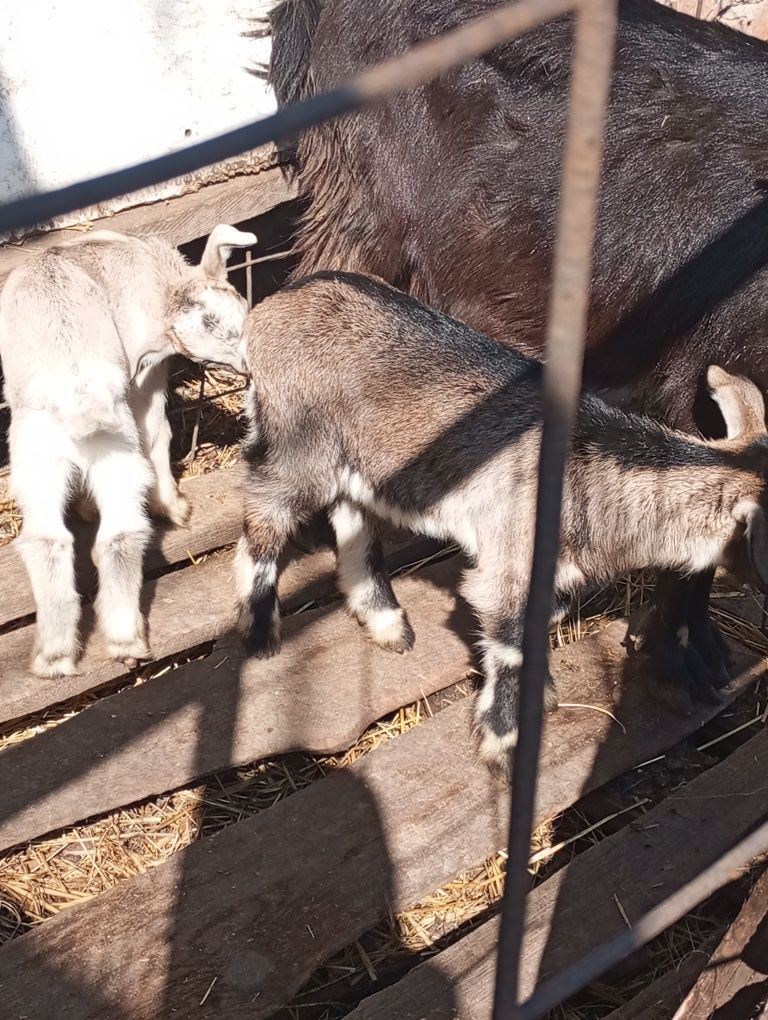 Продам  козочок півтора місяці.