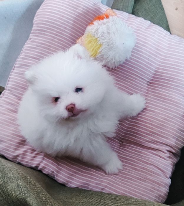 Терміново маю цуценят